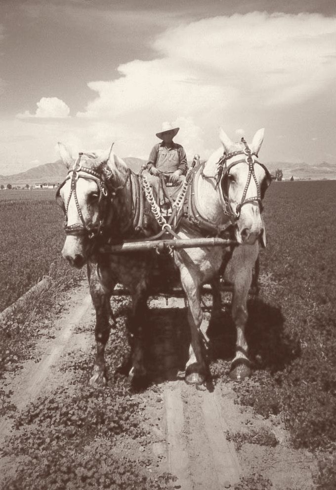 A farmer drives a team of two grey draft horses down a dirt lane between green fields