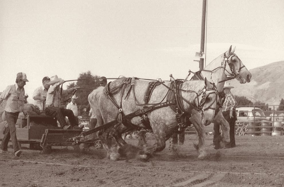 A pair of dappled grey draft horses lean into their harness at a fairground