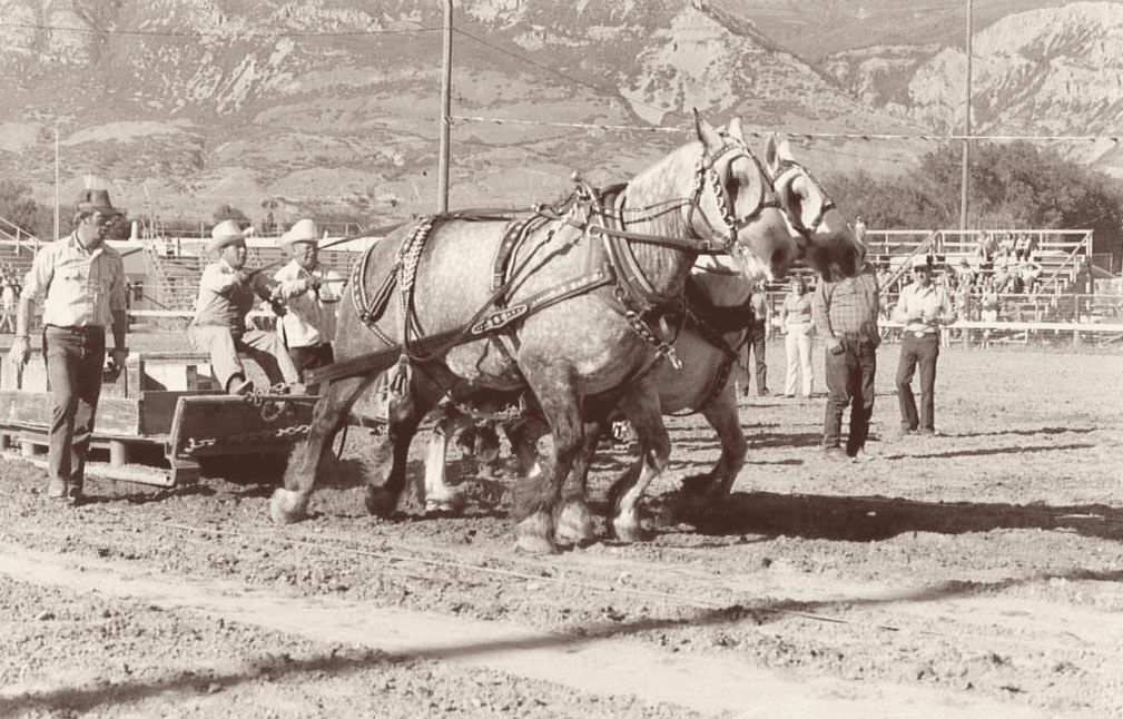 A team of dappled draft horses leans into a pull at a county fair arena