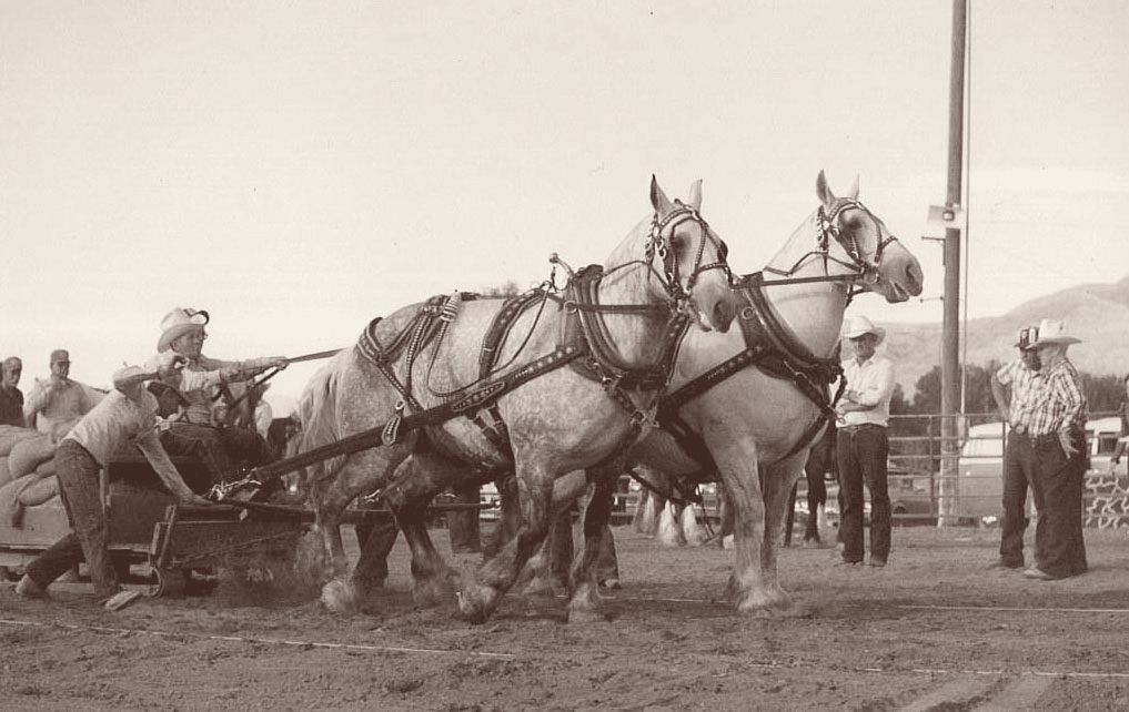 A teamster drives two grey draft horses at a pulling contest, mountains behind